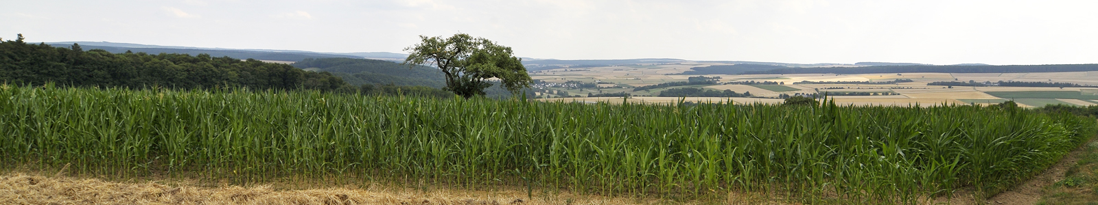 Maisfeld, im Hintergrund Landschaft ©DLR